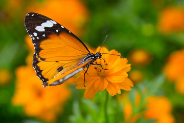 Yellow Butterfly catch on yellow Cosmos flowers.