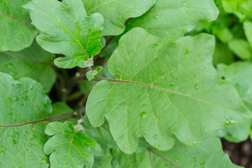 Home herbal garden with Label, Nontoxic clean plant, Organic vegetables for food.