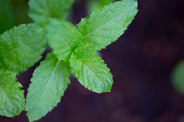 Fototapeta na wymiar Peppermint Leaf,Home herbal garden with Label, Nontoxic clean plant, Organic vegetables for food.
