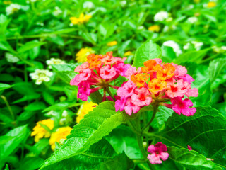 Lantana camara colorful bloom in spring