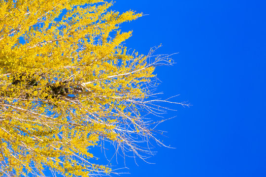 Yellow Ginko Tree With Blue Sky In Japan.