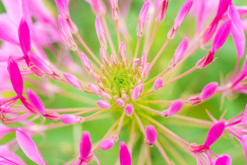 Beautiful flower with detail pollen of Cleome hassleriana spider flower.