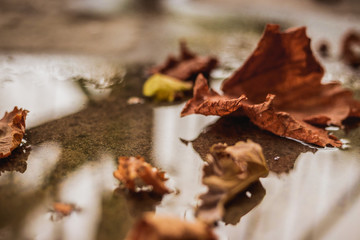 Fallen autumn leaves on the ground