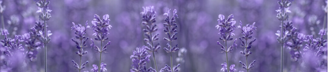 aromatic lavender grows on the field