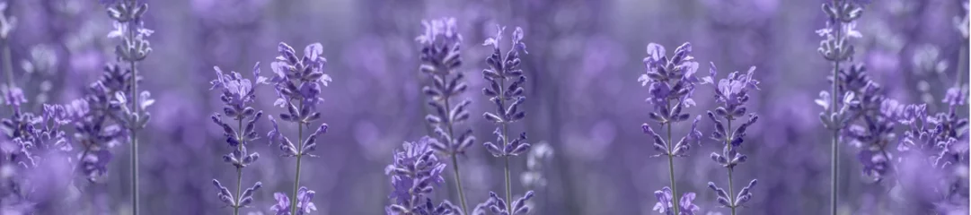 Poster aromatische lavendel groeit op het veld © lms_lms