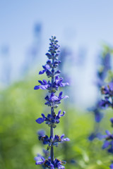Lavender flowers in the field