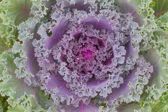 Fototapeta Cabbage Flower, Amazing natural fractal plant.