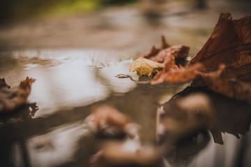 Fallen autumn leaves on the ground