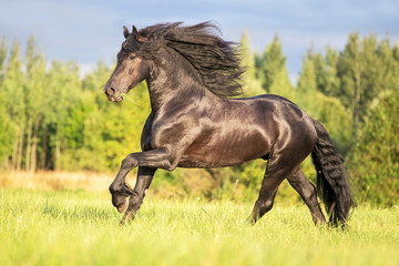 Beautiful Friesian horse running on a meadow