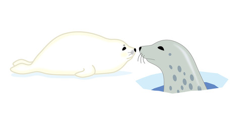 ゴマフアザラシの親子 © AQ-taro Images