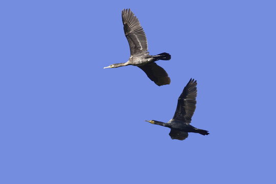 Cormorani