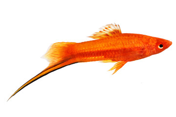 Red Swordtail Male Xiphophorus Helleri aquarium fish isolated on white 