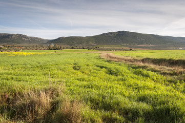 Barley fields in an agricultural landscape in La Mancha, Ciudad Real Province, Spain. In the background can be seen the Toledo Mountains