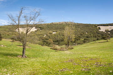 Obraz premium Mediterranean shrublands and flowering fallows in Toledo Mountains, Ciudad Real Province, Spain