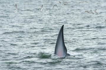 Bryde's whale, Eden's whale  in Gulf of Thailand