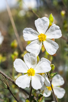 Flowers of the rockrose Halimium umbellatum. Photo taken in Toledo Mountains, Ciudad Real Province, Spain