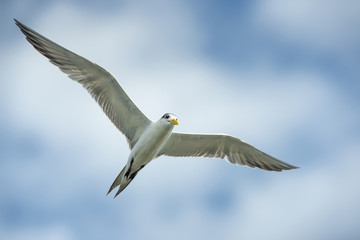 Fototapeta na wymiar Great Crested Tern flying on blue sky