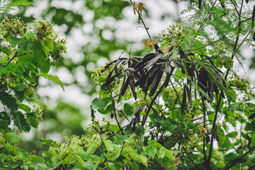 leaf flower forest nature