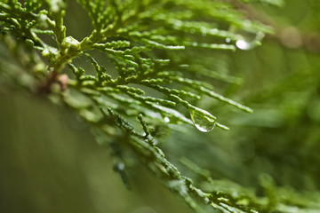 Dew drops close up. Drop of water on top of green leaf.