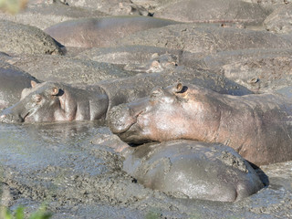 hippos relax at a water hole in the serengeti