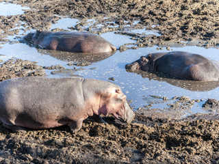 hippos relax at a water hole in the serengeti