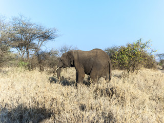 elephant in the serengeti national park