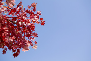 Red leaves and blue sky
