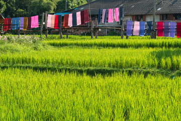 Fototapeta na wymiar Rice farm with farmer's hut, countryside of Thailand