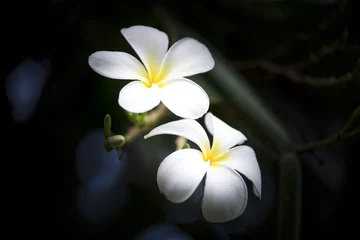 Foto op Plexiglas plumeria or frangipani flower vintage tone on plumeria tree © yodaswaj