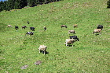 Obraz premium Kuh im Gebirge