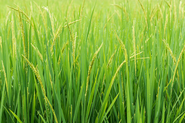 Obraz premium rice sprout ready to growing in the rice field. with selective f
