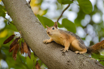 Cute red squirrel on a tree trunk