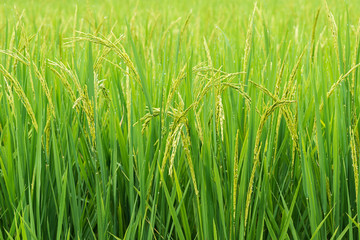 rice sprout ready to growing in the rice field. with selective f