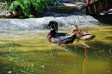 Mandarin duck at water