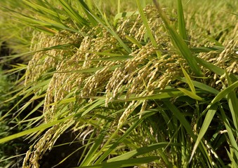 収穫前の実った米