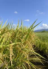 収穫前の実った米