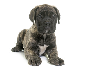 Obraz premium puppy bull mastiff