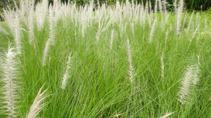 Fototapeta premium meadow grass