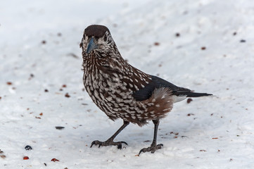 nutcracker bird snow cedar