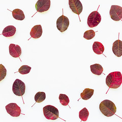 Red fall autumn leaves. On white background. Flat lay. Frame.