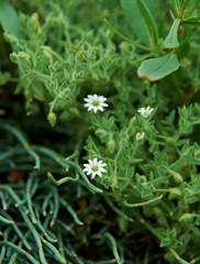 Stellaria dichotoma