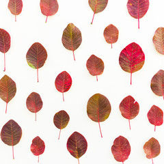 Red fall autumn leaves. On white background. Flat lay.