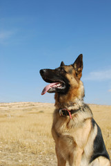 German shepherd