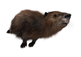 3D Rendering Beaver on White