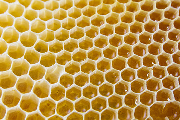 Honeycombs filled with honey closeup
