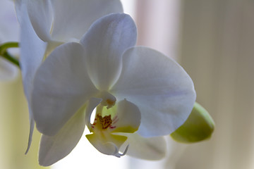 White orchid background