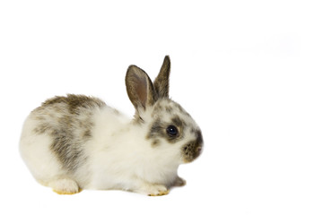 Small rabbit. Isolated on white background