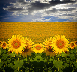 Fototapeta premium sunflower field over cloudy blue a sky