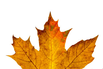 yellow maple leaf on a white background