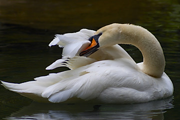 Foto van de witte zwaan in het meer